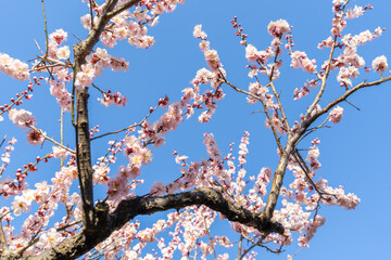 文京区　小石川植物園の桜