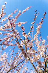 文京区　小石川植物園の桜