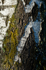 Natural surface structure of the contrasting bark of a birch tree trunk (Betula) on a graveyard in Tübingen Germany. Macro close up trunk with cracks and scars illuminated by low winter sunlight.
