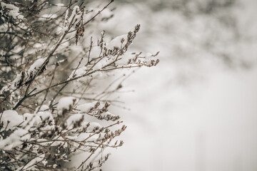 Obraz premium White snow on a bare tree branches on a frosty winter day, close up. Natural background. Nature background.