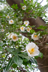 文京区　小石川植物園