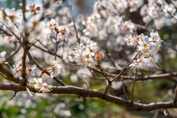 文京区　小石川植物園の桜