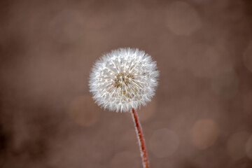 White dandelion on a brown background. Close-up.