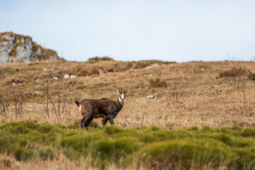 camoscio in montagna