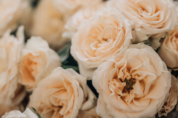 Yellow roses background. Close up of yellow rose