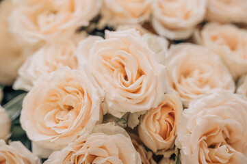 Yellow roses background. Close up of yellow rose