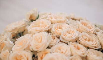 Yellow roses background. Close up of yellow rose