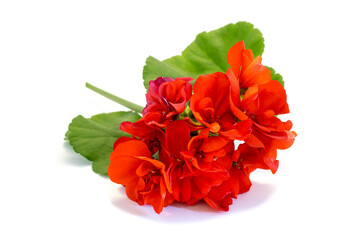 Flower red geranium isolated on white background - obrazy, fototapety, plakaty