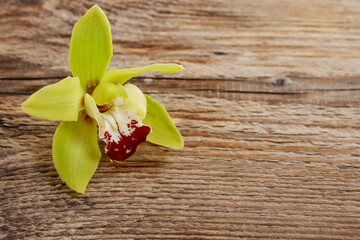 Beautiful yellow orchid flowers on wooden background.