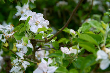 White Apple Blossoms. Apple blossoms and sunshine in the Spring.

