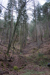 Wald in Bad Dürkheim 