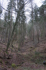 Wald in Bad Dürkheim 