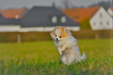 Happy Pomeranian