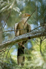 bird from South America in a tree