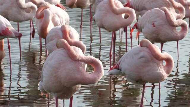 Flamingos in Camargue, France. Parc ornithologique de Pont de Gau, Camargue, France