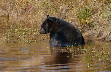 Black bear in field cooling in water