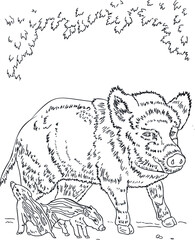 forest boar with two parasittle childrens storybook