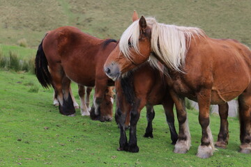 Fototapeta premium Chevaux Pays Basque