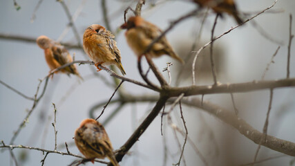 Birds on the branch