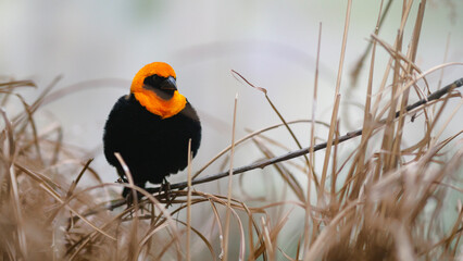 An orange-black bird on a branch

