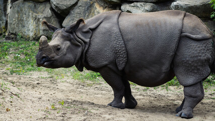 Nosorożec w zoo na tle kamieni - obrazy, fototapety, plakaty
