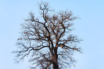 The crown of a dry tree rising to the sky