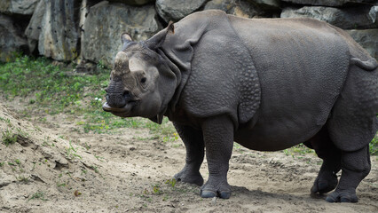 Nosorożec w zoo na tle kamieni - obrazy, fototapety, plakaty