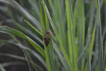dragonfly on the grass