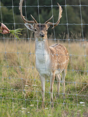 A Eurasian dam deer with branched palmate antlers, with white-spotted reddish-brown coat