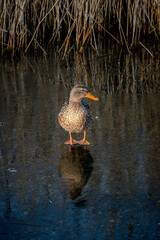 Female mallard duck standing on frozen lake