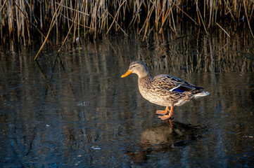 Female mallard duck standing on frozen lake