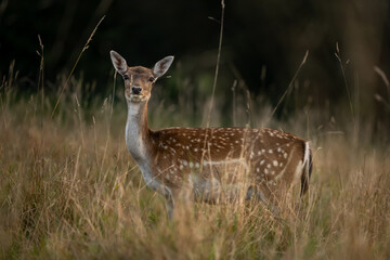 A female roe deer animal in the forest