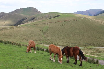 Chevaux Pays Basque