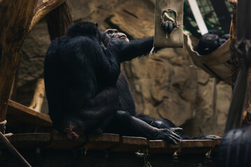 A group of chimpanzees at the zoo