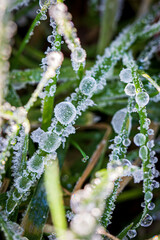 A close up of frost crystals on grass, on a sunny winters morning