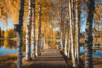 Trail leading past birch trees. The leaves glow a beautiful orange colour above the path leading to the table where you can have snack. Wonderful place to rest and relax in Sotkamo, Kainuu, Finland