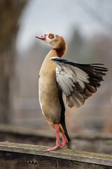 nilgans