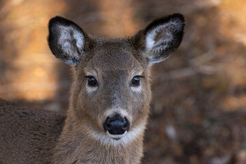 White-tailed deer 