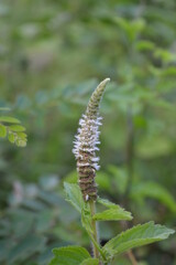 close up of a flower