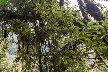 Fantastic green tropical jungle, rainforest in Nepal, Himalaya