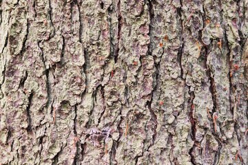 Old rough bark of a greenish pine tree 