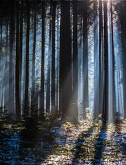 Sun rays passing through the pine forest.