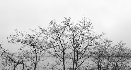 tree in winter along Yaquina Bay Drive, Newport OR USA