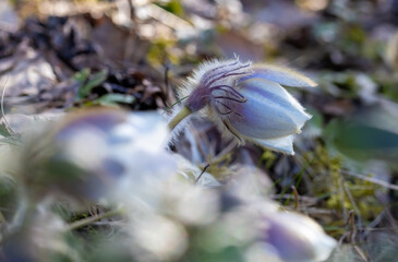 
Spring Pasque Flower