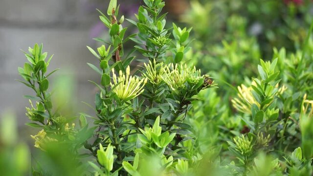 West Indian jasmine (also called ixora, jungle flame, jungle geranium, cruz de Malta) with a natural background