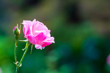pink rose in drops of water after rain from the edge of the frame