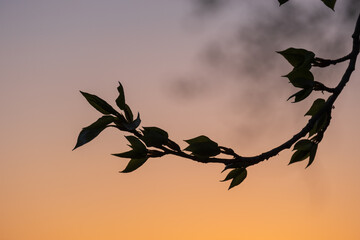 curved branch of a deciduous tree against the backdrop of an orange evening sky. silhouette of branches with leaves