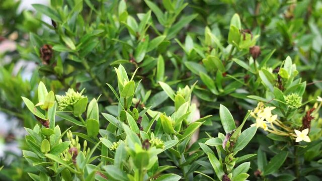 West Indian jasmine (also called ixora, jungle flame, jungle geranium, cruz de Malta) with a natural background