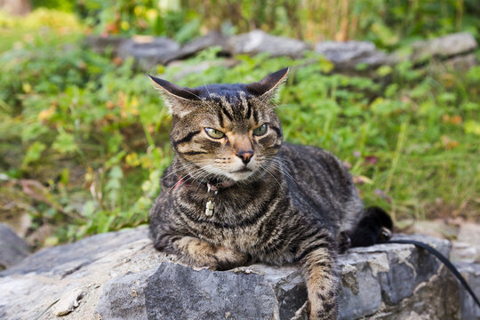 Tiger cat with irate expression and ears pricked lying down on rock in garden