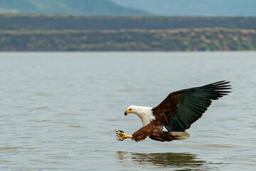 African Fish Eagle, Haliaeetus vocifer in flight during beautiful sunrise, Lake Baringo, Kenya, East Africa